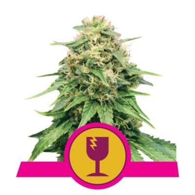 Royal Queen Seeds Critical - Une variété de cannabis puissante avec une génétique royale. Découvrez les caractéristiques uniques de Royal Queen Seeds Critical.