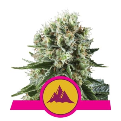 Critical Kush van Royal Queen Seeds - Une puissante variété de cannabis avec l'équilibre parfait entre les génétiques Critical et Kush. Découvrez les propriétés uniques de Critical Kush.