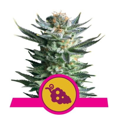 Image de la variété Fruit Spirit de Royal Queen Seeds, avec des feuilles vertes vibrantes et des bourgeons riches en résine, une variété de cannabis populaire et savoureuse.