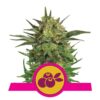 Une image de la variété Haze Berry de Royal Queen Seeds, montrant une plante de cannabis florissante avec des bourgeons résineux et un feuillage vert luxuriant.