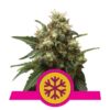 Herbe Ice de Royal Queen Seeds : appréciez la puissance rafraîchissante et les effets stimulants de la variété de cannabis Ice, parfaite pour une défonce énergique.
