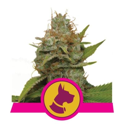 Image de la Kali Dog de Royal Queen Seeds, une plante de cannabis florissante avec des bourgeons résineux et des feuilles d'un vert éclatant.