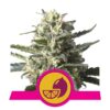 Une image de la Lemon Shining Silver Haze de Royal Queen Seeds, montrant une plante de cannabis florissante avec des bourgeons résineux et des feuilles vertes luxuriantes, célèbre pour son arôme et sa saveur citronnés.
