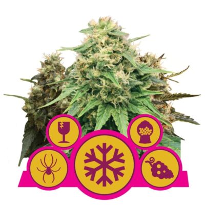 La mix féminisée de Royal Queen Seeds est un assortiment varié de graines de cannabis féminisées pour des expériences de croissance diverses. Découvrez la polyvalence de la Mix Féminisée.