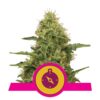 Une image présentant les graines Northern Light de Royal Queen Seeds, une variété de cannabis réputée pour sa génétique Northern Lights, avec des feuilles vertes luxuriantes et des bourgeons résineux.