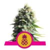 Une image représentant la variété de cannabis Pineapple Kush de Royal Queen Seeds, montrant ses feuilles vertes luxuriantes et son arôme fruité, connue pour ses qualités tropicales et apaisantes.
