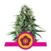 Une image de la variété Power Flower de Royal Queen Seeds, mettant en évidence les feuilles vertes vibrantes et les caractéristiques de cette variété de cannabis.