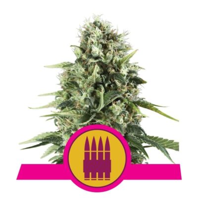 Royal AK de Royal Queen Seeds : une variété de cannabis prestigieuse célébrée pour sa génétique AK puissante et ses qualités exceptionnelles.