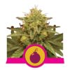 La Royal Domina de Royal Queen Seeds : une variété de cannabis de première qualité célébrée pour sa génétique royale et ses qualités exquises.