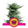 Image présentant la Shining Silver Haze de Royal Queen Seeds, montrant ses bourgeons de cannabis connus pour leur apparence chatoyante et leurs effets puissants.