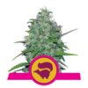 Une image vivante de la variété de cannabis Skunk XL de Royal Queen Seeds, réputée pour sa croissance robuste et son arôme de skunky, avec des feuilles vertes luxuriantes et des bourgeons recouverts de résine.