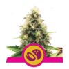 Photographie de la Somango XL de Royal Queen Seeds, montrant ses bourgeons de cannabis connus pour leur taille et leur arôme de fruits tropicaux.