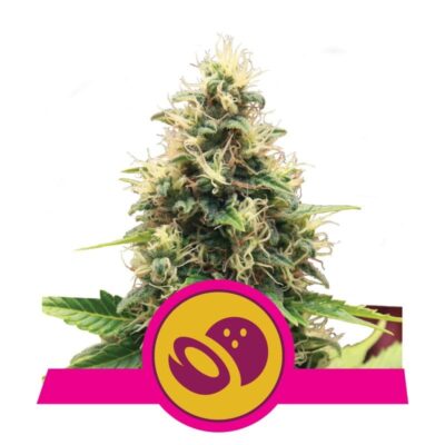 Photographie de la Somango XL de Royal Queen Seeds, montrant ses bourgeons de cannabis connus pour leur taille et leur arôme de fruits tropicaux.