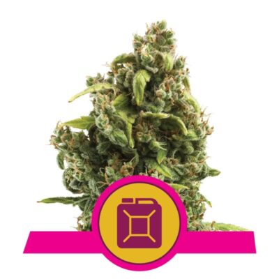 Gros plan sur les graines de cannabis Sour Diesel de Royal Queen Seeds, connues pour leur arôme piquant et leurs effets énergisants.