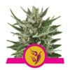 Photographie de la variété Speedy Chile de Royal Queen Seeds, présentant ses bourgeons de cannabis connus pour leurs qualités uniques et leurs effets potentiels.