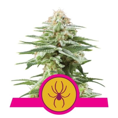 La White Widow Royal Queen Seeds : découvrez la légendaire variété White Widow de Royal Queen Seeds. Un favori parmi les amateurs de cannabis du monde entier.