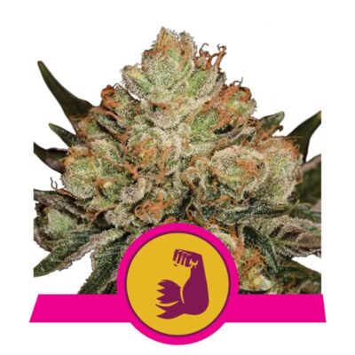 HulkBerry de Royal Queen Seeds : plongez vos sens dans les arômes puissants et fruités de HulkBerry, une variété de cannabis qui vous emmènera dans un voyage exaltant plein de saveur et de puissance.