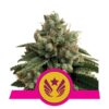 Une image de la Legendary OG Punch de Royal Queen Seeds, une plante de cannabis robuste et saine avec des têtes résineuses et des feuilles vertes luxuriantes, connue pour son statut légendaire dans le monde des variétés de cannabis.