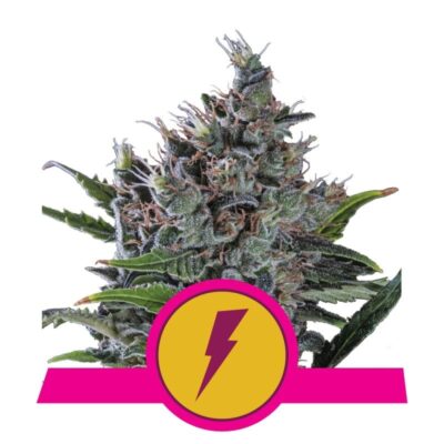 Une image représentant la variété de cannabis North Thunderfuck de Royal Queen Seeds, connue pour ses effets puissants et sa croissance robuste, avec des feuilles vertes luxuriantes et des bourgeons résineux.