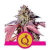 Purple Queen de Royal Queen Seeds : une variété de cannabis royale et colorée avec des caractéristiques puissantes et distinctives pour les vrais amateurs.