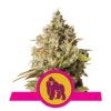 La Royal Gorilla de Royal Queen Seeds : une variété de cannabis prestigieuse célébrée pour sa génétique exceptionnelle et ses qualités remarquables.