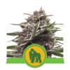 Découvrez la puissance de la variété de cannabis Royal Gorilla Automatic de Royal Queen Seeds, une option à floraison rapide et puissante.