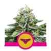 Image en gros plan de Sherbet Queen de Royal Queen Seeds, montrant ses bourgeons de cannabis célébrés pour leurs qualités sucrées et aromatiques.