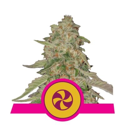 Image en gros plan de la Sweet ZZ de Royal Queen Seeds, une variété de cannabis savoureuse et aromatique célébrée pour son goût délicieux et ses effets potentiels.