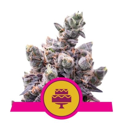 Image haute résolution d'une variété de cannabis Wedding Gelato cultivée par Royal Queen Seeds, montrant ses feuilles vertes vibrantes et ses bourgeons recouverts de résine.