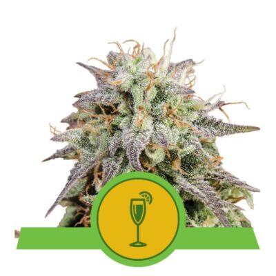 Mimosa Automatic de Royal Queen Seeds : Appréciez la culture sans effort et le goût appétissant de cette variété de cannabis à floraison automatique. Découvrez un high relaxant aux arômes fruités.