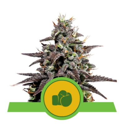 Purple Punch Automatic de Royal Queen Seeds : une variété de cannabis à autofloraison rapide et savoureuse avec des génétiques uniques de Purple Punch.