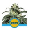 Royal CBDV Automatic de Royal Queen Seeds : une variété de cannabis à autofloraison de première qualité connue pour sa teneur significative en CBDV et ses attributs exceptionnels.