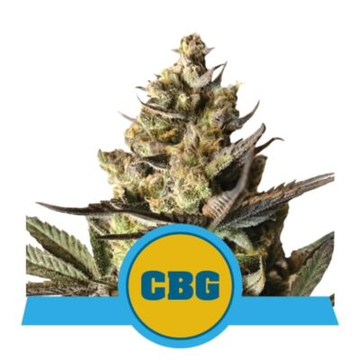 Royal CBG Automatic de Royal Queen Seeds : une variété de cannabis à autofloraison rapide et prometteuse avec des propriétés CBG de haute qualité.