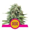 Goûtez à la perfection de la variété de cannabis Royal Runtz de Royal Queen Seeds, un choix savoureux et puissant pour les amateurs exigeants.