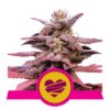 Découvrez Wedding Crasher de Royal Queen Seeds : Une variété de cannabis hybride enchanteresse aux arômes séduisants et aux effets relaxants.