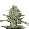 Rhino Ryder Auto de Fast Buds : une variété de cannabis à autofloraison de haute qualité connue pour sa génétique robuste et ses caractéristiques impressionnantes.
