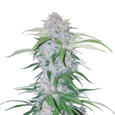 Image en gros plan de Six Shooter Auto de Fast Buds, une variété de cannabis à autofloraison admirée pour ses bourgeons résineux et sa puissance potentielle.