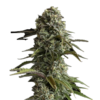 Une image représentant Auto Skunk de Fast Buds, une variété de cannabis à autofloraison célèbre pour sa génétique Skunk classique et sa croissance robuste, présentant un feuillage vert luxuriant et des bourgeons résineux.
