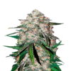 Image en gros plan de Smoothie Auto de Fast Buds, une variété de cannabis à autofloraison reconnue pour ses saveurs fruitées et ses bourgeons résineux.