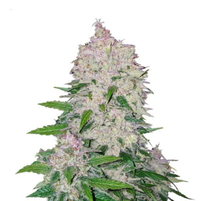 Photo en gros plan de Stardawg Auto de Fast Buds, une variété de cannabis à autofloraison admirée pour ses bourgeons résineux et ses effets puissants.