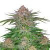 Image en gros plan de Strawberry Pie Auto de Fast Buds, une variété de cannabis à autofloraison célèbre pour son arôme sucré et ses têtes résineuses colorées.
