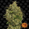 Image de la variété Sweet Tooth de Barney's Farm, avec ses bourgeons de cannabis résineux connus pour leur arôme sucré et leurs effets potentiels.