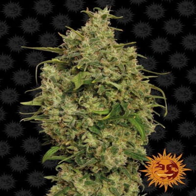 Image de la variété Sweet Tooth de Barney's Farm, avec ses bourgeons de cannabis résineux connus pour leur arôme sucré et leurs effets potentiels.
