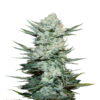 Image présentant Tangie Matic Auto de Royal Queen Seeds, une variété de cannabis à autofloraison admirée pour ses couleurs vibrantes et son arôme d'agrumes.