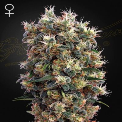Image en gros plan de la variété Church de Greenhouse Seeds, présentant ses bourgeons de cannabis réputés pour leurs caractéristiques distinctes et leurs effets thérapeutiques potentiels.