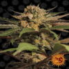 Image en gros plan d'une variété de cannabis Violator Kush cultivée par Barney's Farm, présentant des feuilles vertes saines et des bourgeons résineux et matures.