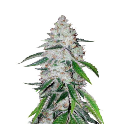 Photographie haute résolution d'un plant de cannabis West Coast OG Auto de Fast Buds, présentant un feuillage sain et des têtes résineuses et brillantes.