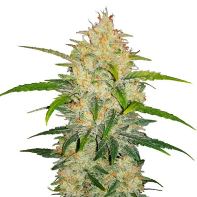 Photo en gros plan d'une plante de cannabis Zkittlez Auto cultivée par Fast Buds, présentant un feuillage sain et des fleurs couvertes de trichomes.