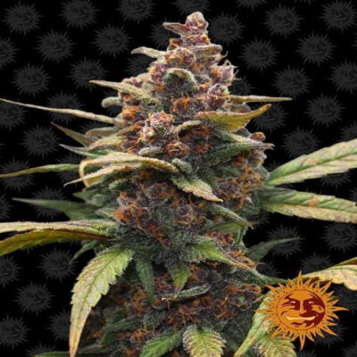Ayahuasca Purple - Une variété de cannabis remarquable avec des teintes violet profond dans ses sommités et ses feuilles. Célèbre pour ses effets relaxants et introspectifs, l'Ayahuasca Purple offre une expérience unique aux amateurs de tranquillité d'esprit et de réflexion profonde.