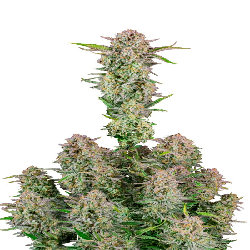 Bruce Banner Auto - Une variété de cannabis autoflorissante avec la génétique puissante de Bruce Banner. Découvrez une culture facile et des effets remarquables avec Bruce Banner Auto.